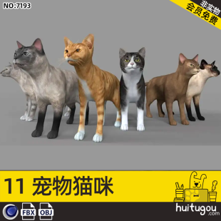 Cinema 4D realistic kitten model FBX animal cat colorful cat black cat yellow cat 3D modeling design 3D model