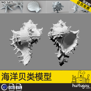 Cinema 4D shell conch scallop 3D model STL white mold high-mold modeling carving model format rhinoceros available