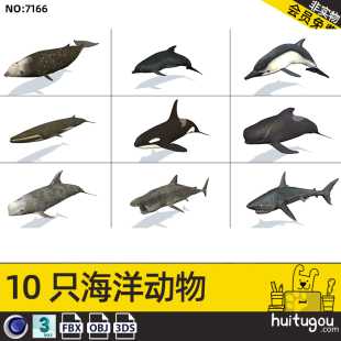 Cinema 4D Realism PBR Marine Life Fish 3D Model Whales Sharks Dolphins FBX Format with Bone Animation